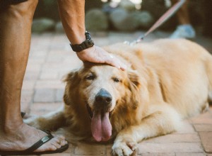 完璧な子犬の肌を落ち着かせ、栄養を与え、保護するための最高の製品