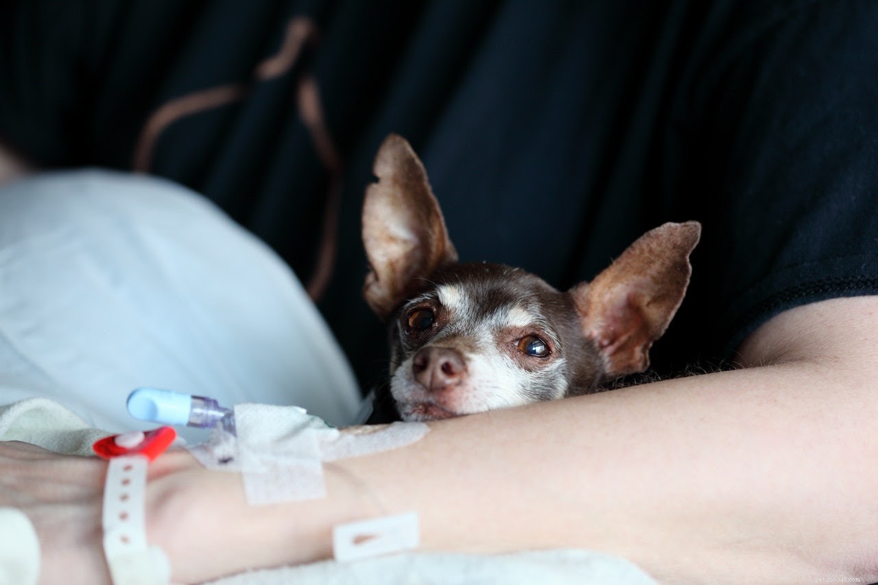 O que fazer quando seu cão tem uma ferida aberta (e não está cicatrizando)