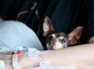 O que fazer quando seu cão tem uma ferida aberta (e não está cicatrizando)