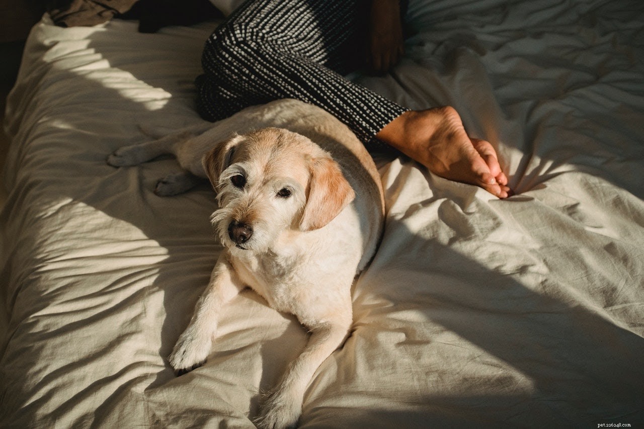 Wat te doen als uw hond een open wond heeft (en het geneest niet)