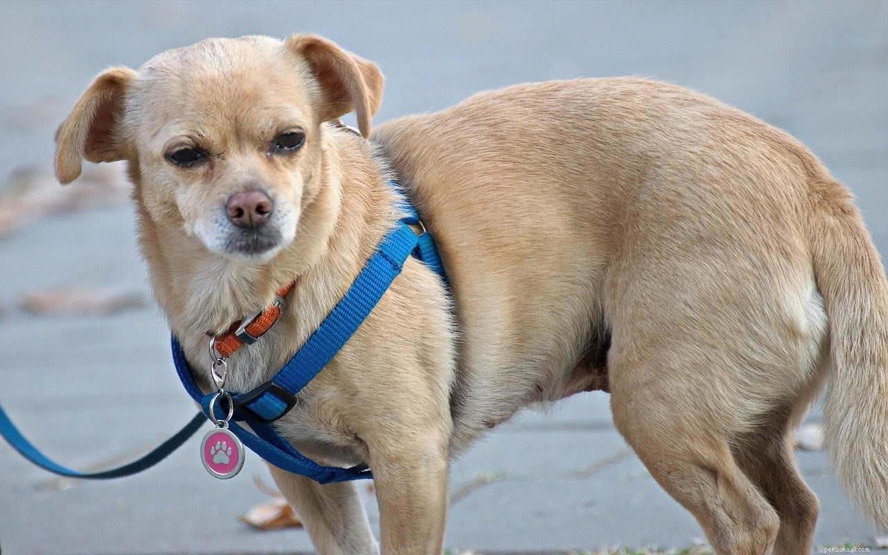 Levensreddende verzorgingsproducten voor huisdieren Behoefte aan huishoudens met twee honden