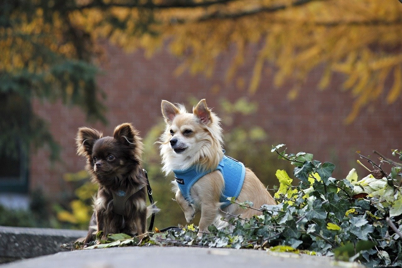 Livräddande husdjursvårdsprodukter som hushåll för två hundar behöver
