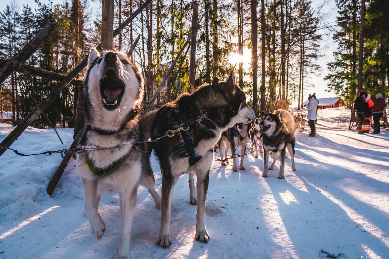 Os 6 principais itens essenciais de inverno que todo cachorro precisa