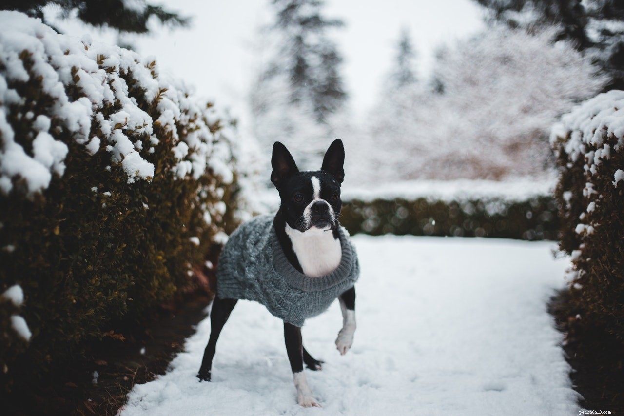 Le top 6 des essentiels d hiver dont chaque chien a besoin
