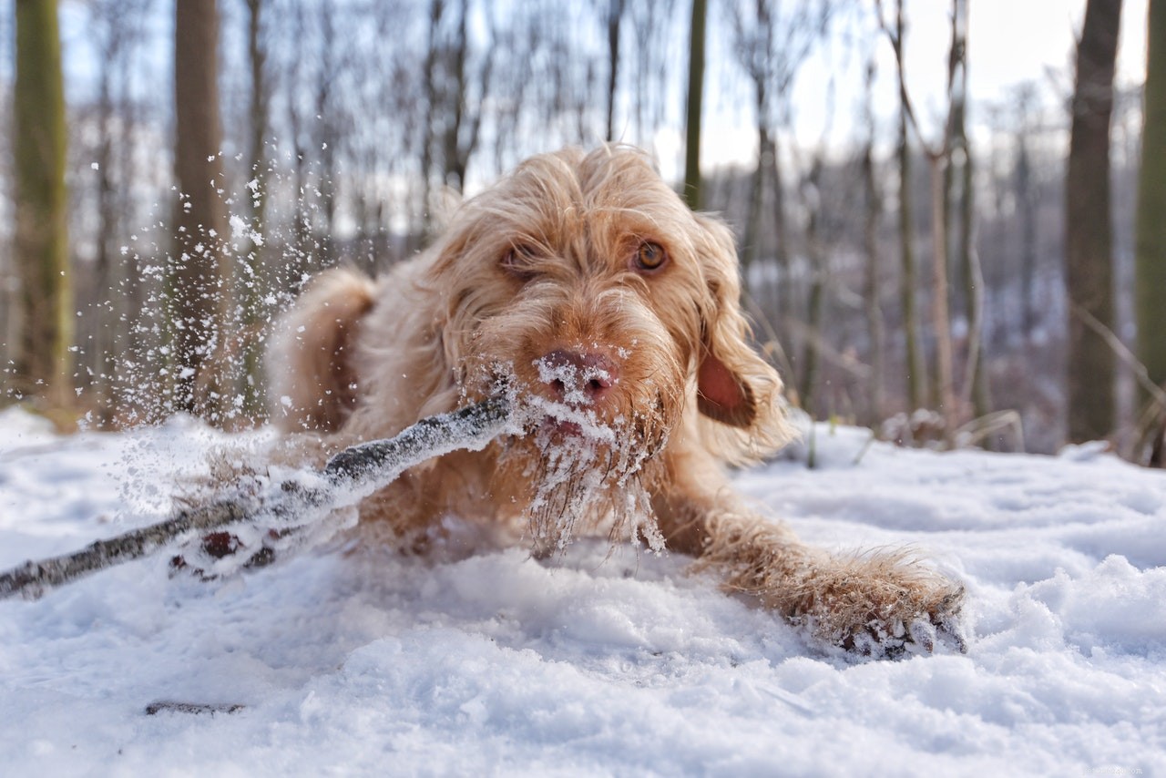 I 6 elementi essenziali per l inverno di cui ogni cane ha bisogno
