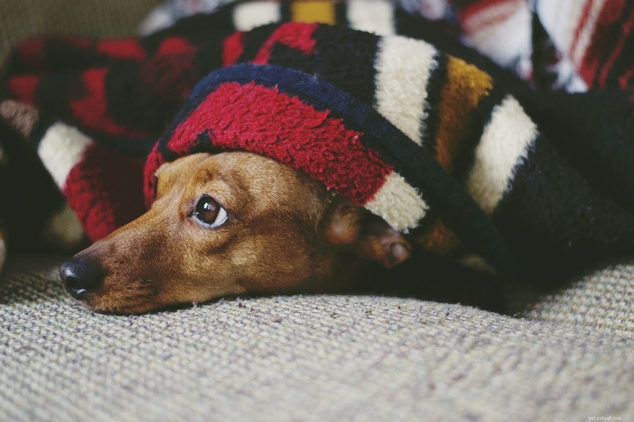 6 обязательных натуральных антисептиков для обработки собачьих ран