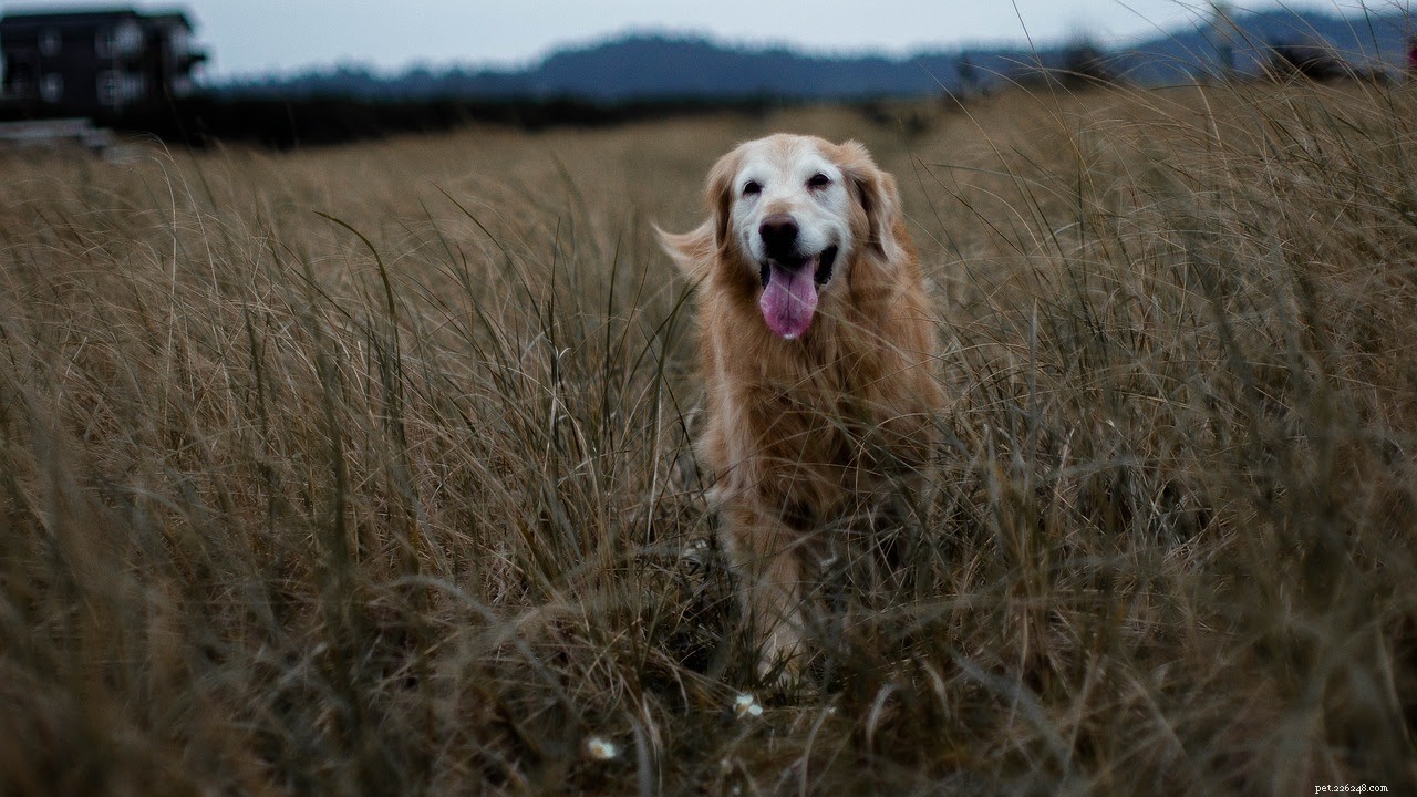 6 nezbytných přírodních antiseptik pro léčbu psích ran