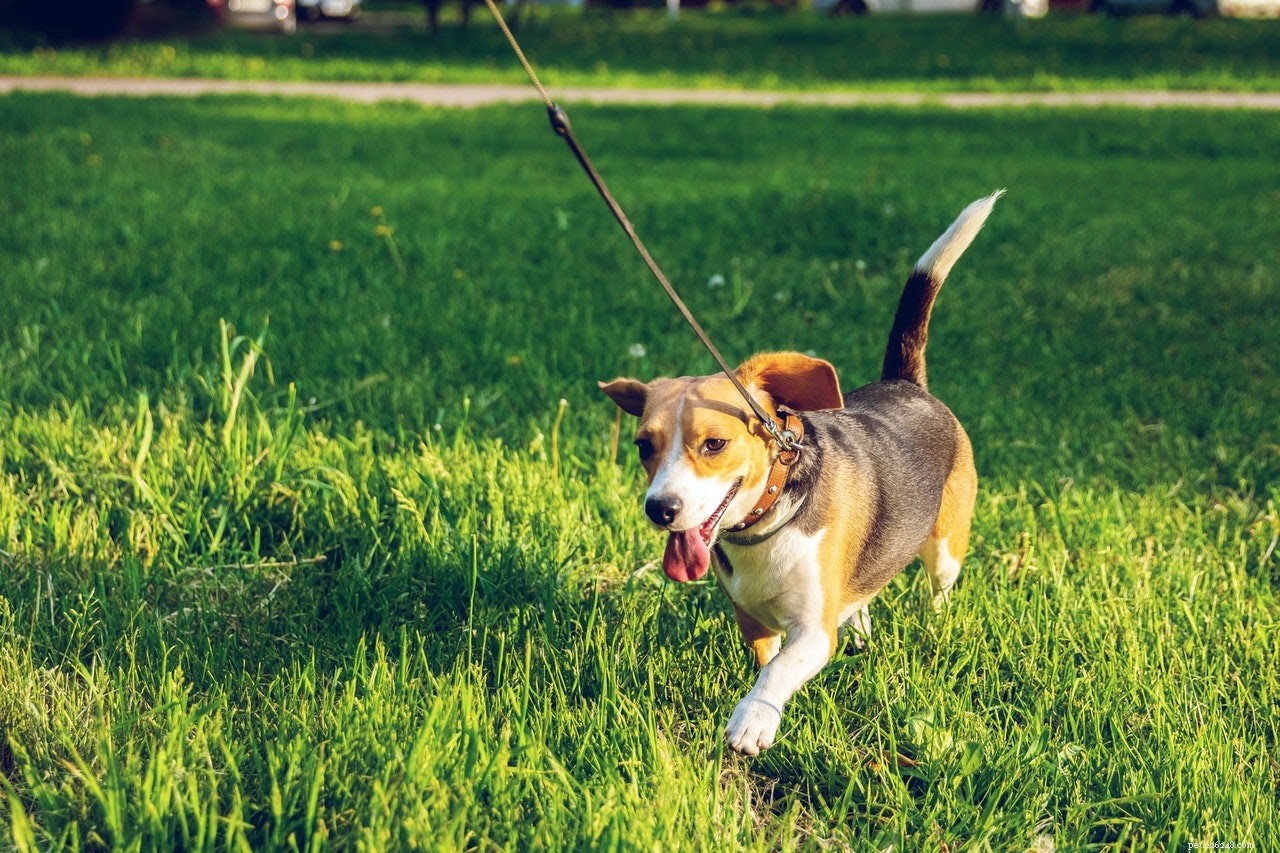 6 onmisbare natuurlijke antiseptica voor de behandeling van hondenwonden