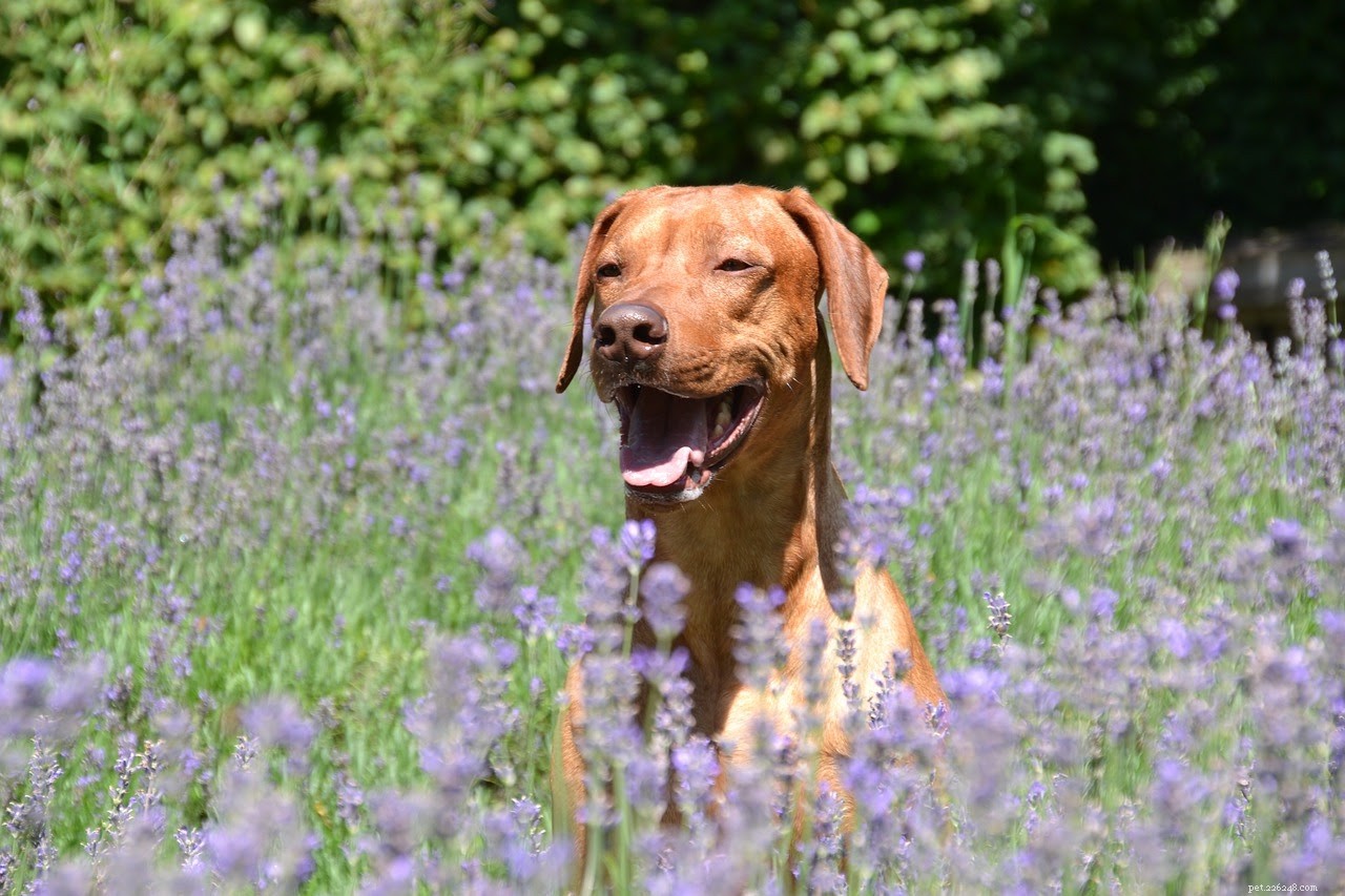 6 antiseptiques naturels indispensables pour traiter les blessures des chiens