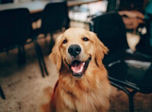 Běžné plísňové infekce u psů (a jak je léčit)