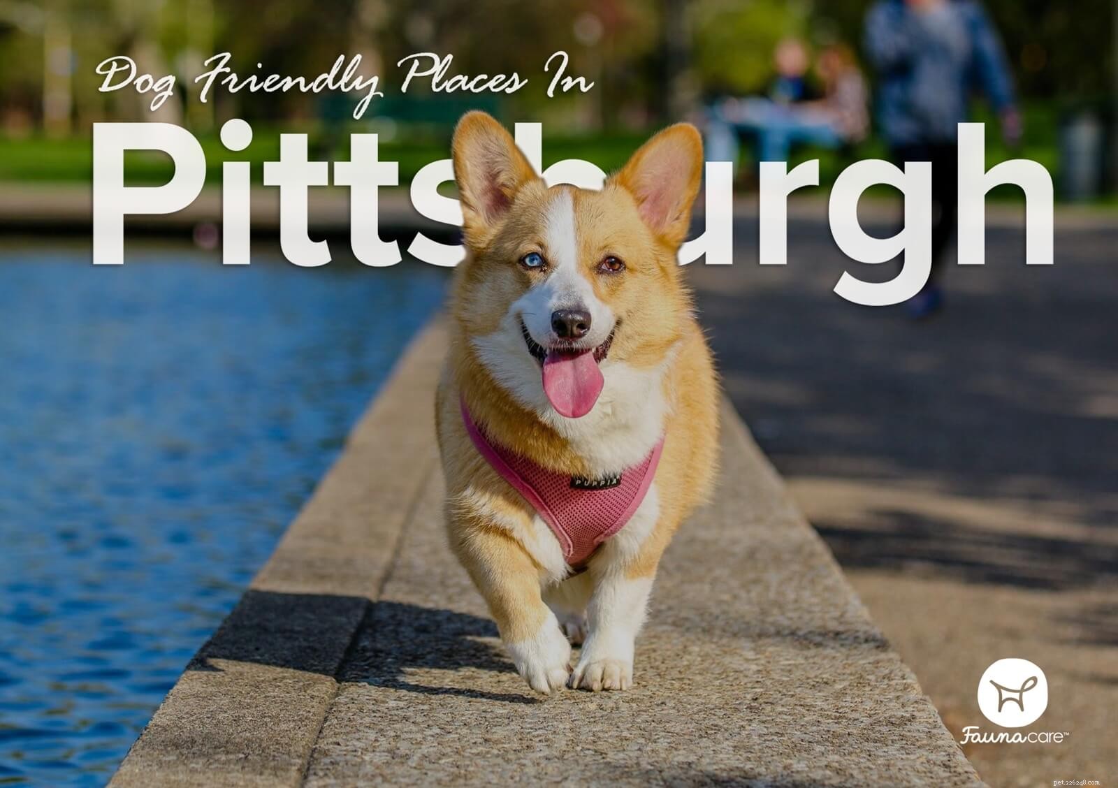 Lugares que aceitam cães em Pittsburgh
