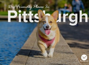 Místa vhodná pro psy v Pittsburghu