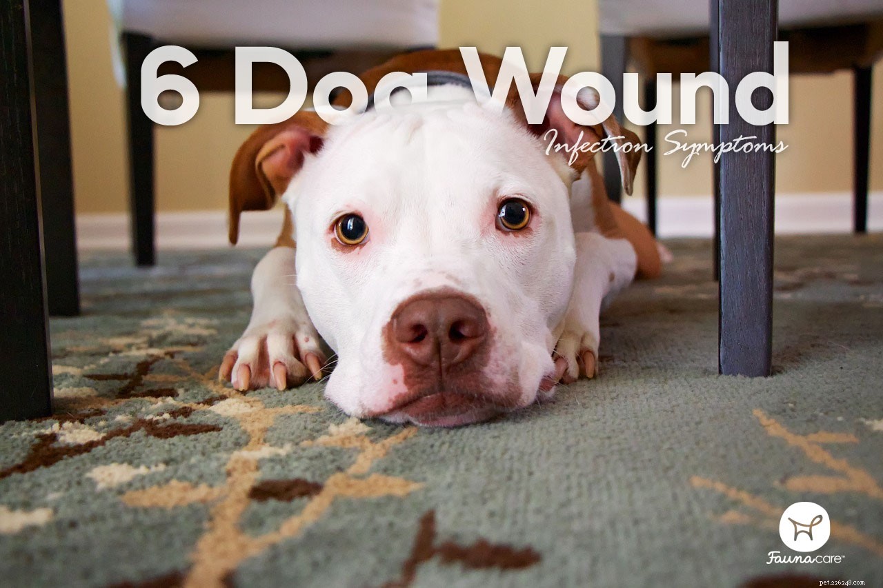 6 symptomen van wondinfectie bij honden die elke eigenaar zou moeten kennen