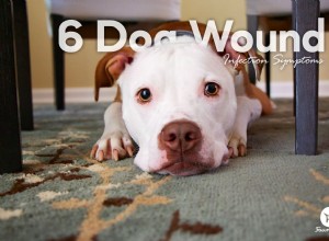 すべての飼い主が知っておくべき6つの犬の傷の感染症の症状 