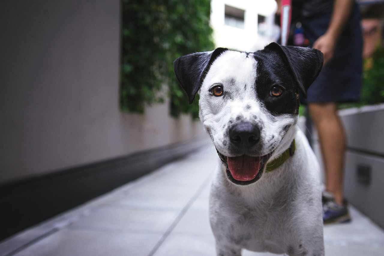 6 symptomen van wondinfectie bij honden die elke eigenaar zou moeten kennen