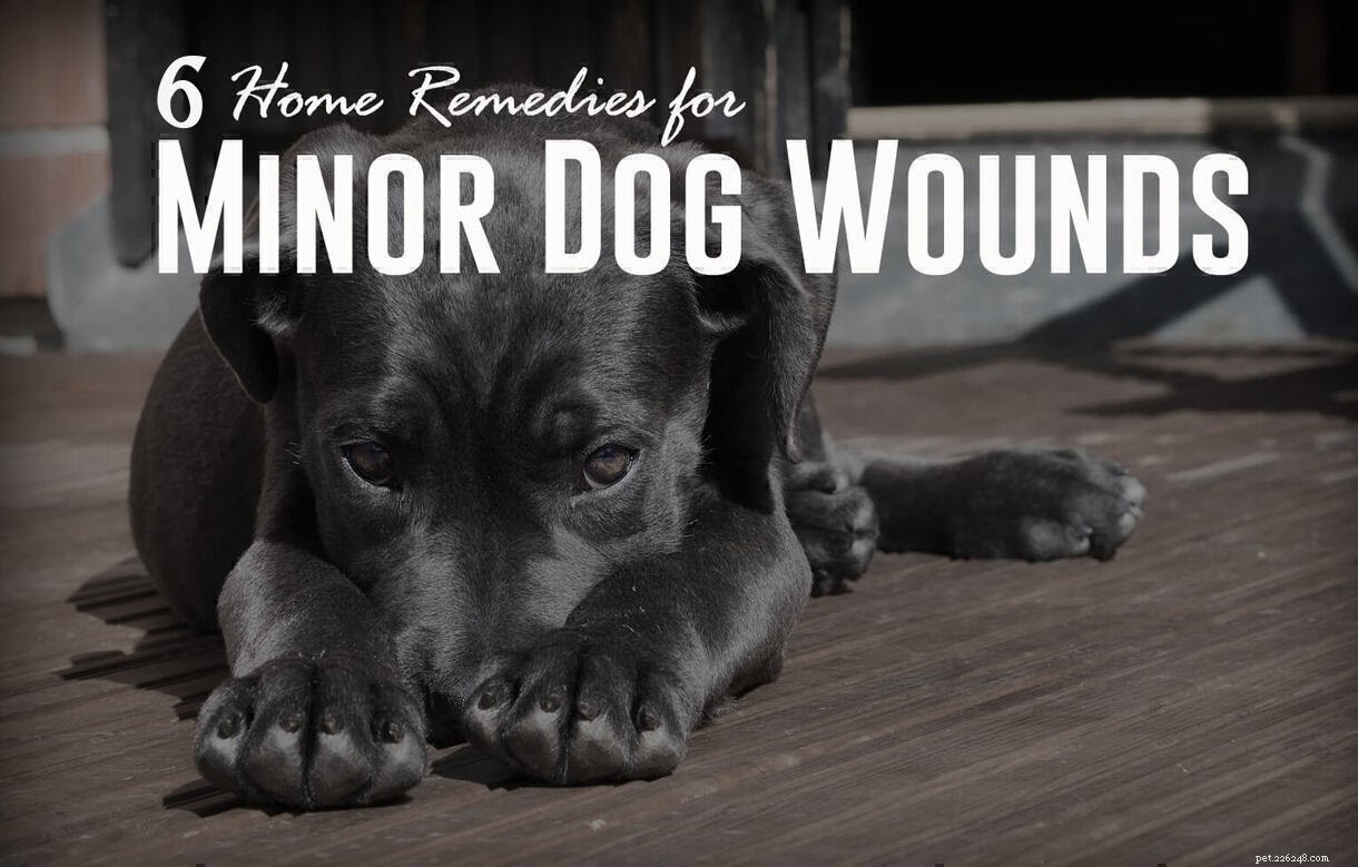 マイナーな犬の傷のための6つの家庭療法 