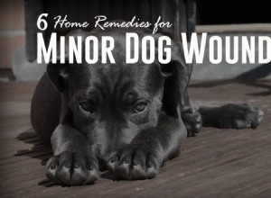 マイナーな犬の傷のための6つの家庭療法 