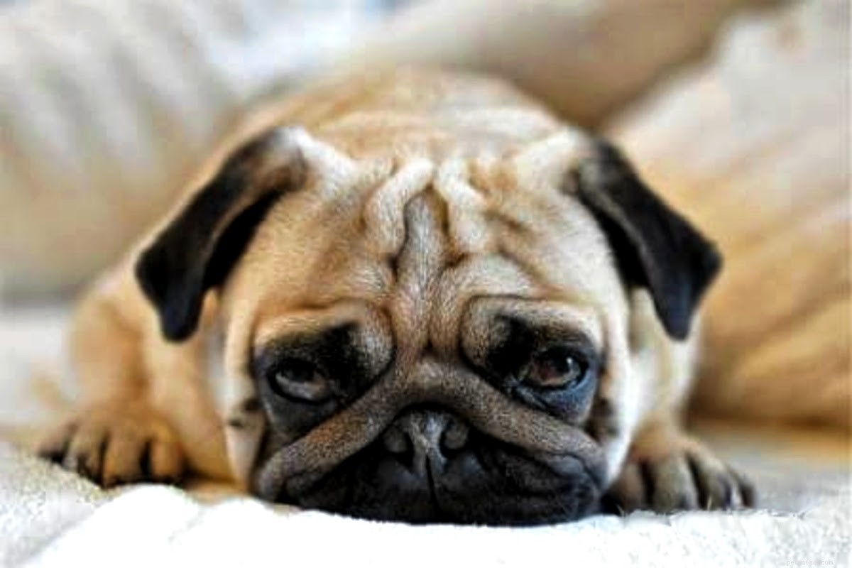 Pungent Pug Problems:The Truth About Stinky Wrinkles