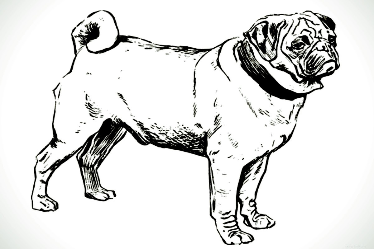 Pungent Pug Problems:The Truth About Stinky Wrinkles