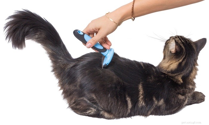 Prodotti per gatti indispensabili per mantenere felici i tuoi gatti indoor
