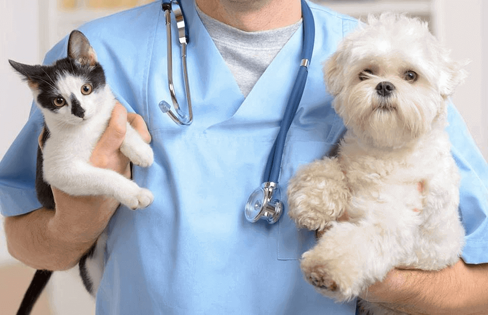 O guia definitivo para os melhores veterinários de Pittsburgh
