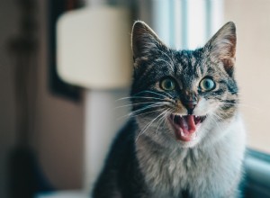 Как интерпретировать язык тела вашей кошки