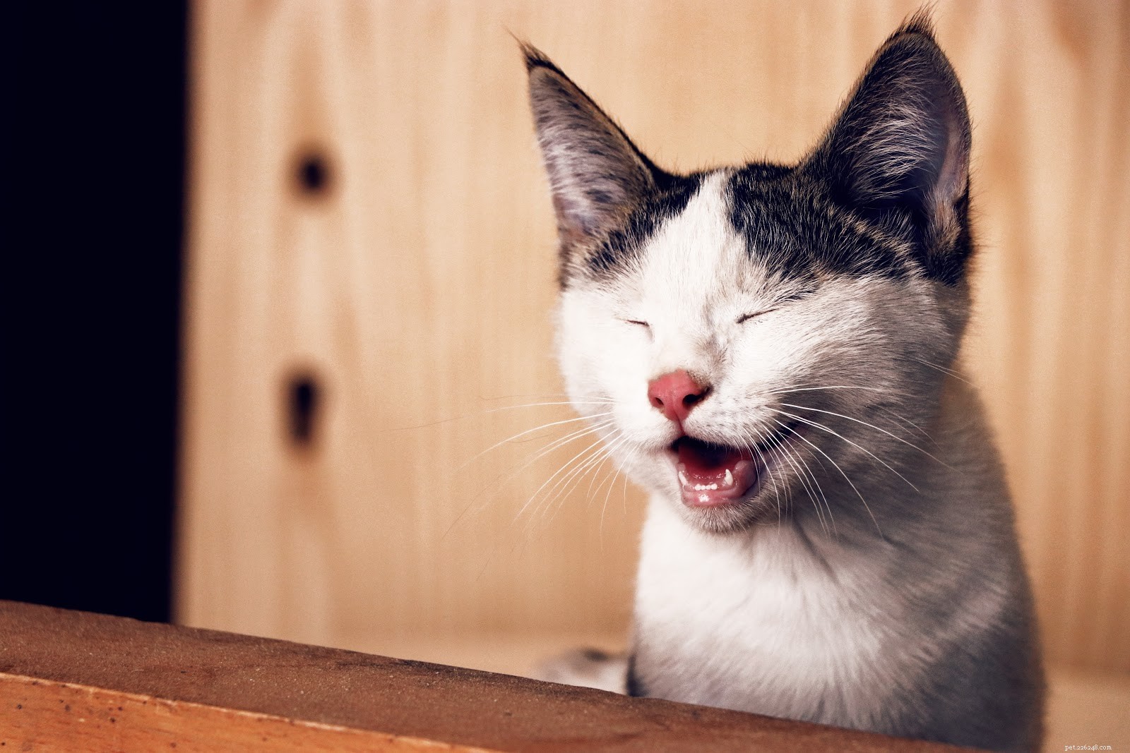 Как интерпретировать язык тела вашей кошки