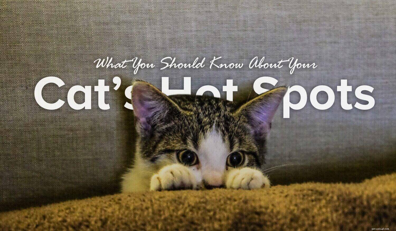 O que você deve saber sobre os pontos quentes do seu gato