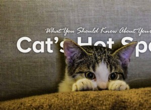猫のホットスポットについて知っておくべきこと 