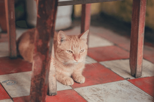 Mantenere il gattino al sicuro:evitare e curare le piccole abrasioni
