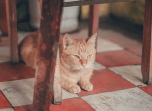 Udržování kočky v bezpečí:předcházení a ošetřování drobných oděrek