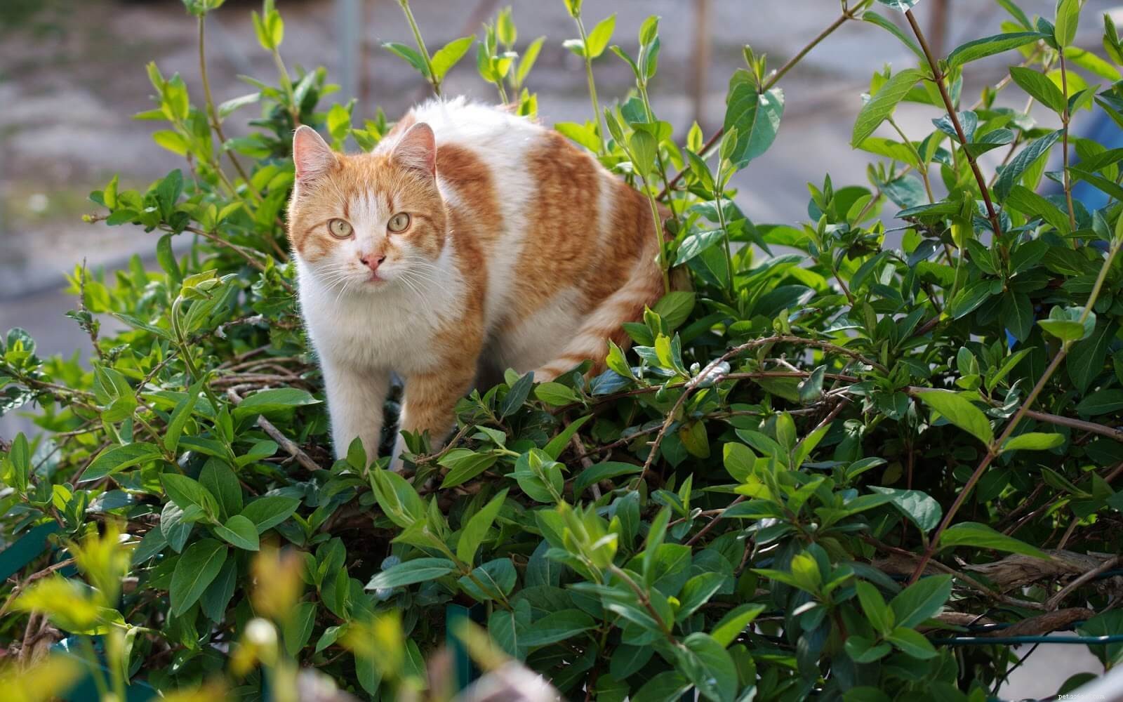 Udržování kočky v bezpečí:předcházení a ošetřování drobných oděrek