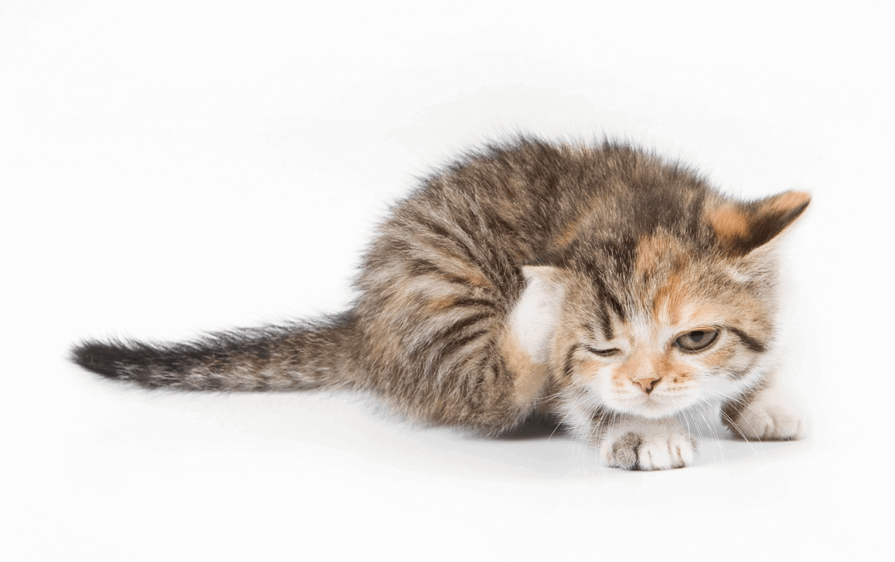 Problemas de pele parte 2:tratamento de picadas de pulgas, pontos quentes, acne e cortes em gatos