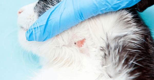 Troubles de la peau, partie 2 :Traiter les piqûres de puces, les points chauds, l acné et les coupures chez les chats