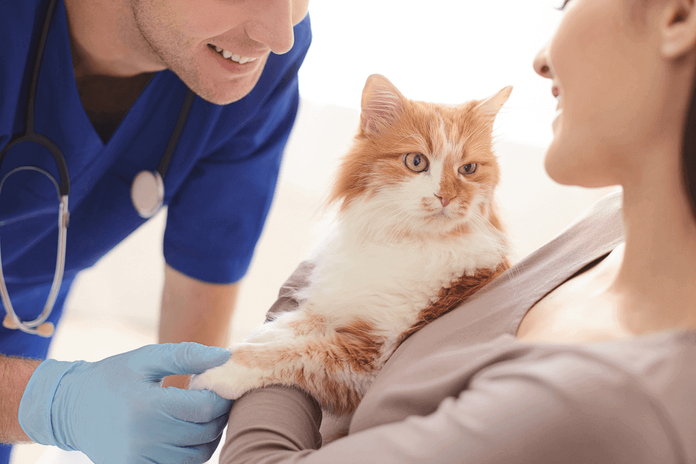 Problemi della pelle, parte 2:trattamento di punture di pulci, punti caldi, acne e tagli nei gatti