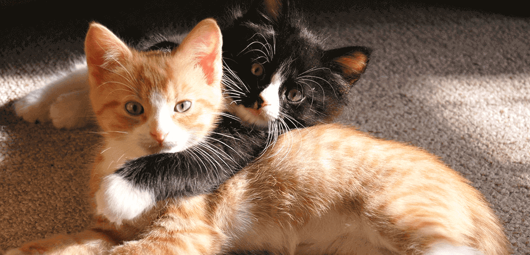 피부 문제 2부:고양이의 벼룩 물기, 핫스팟, 여드름 및 베인 상처 치료 