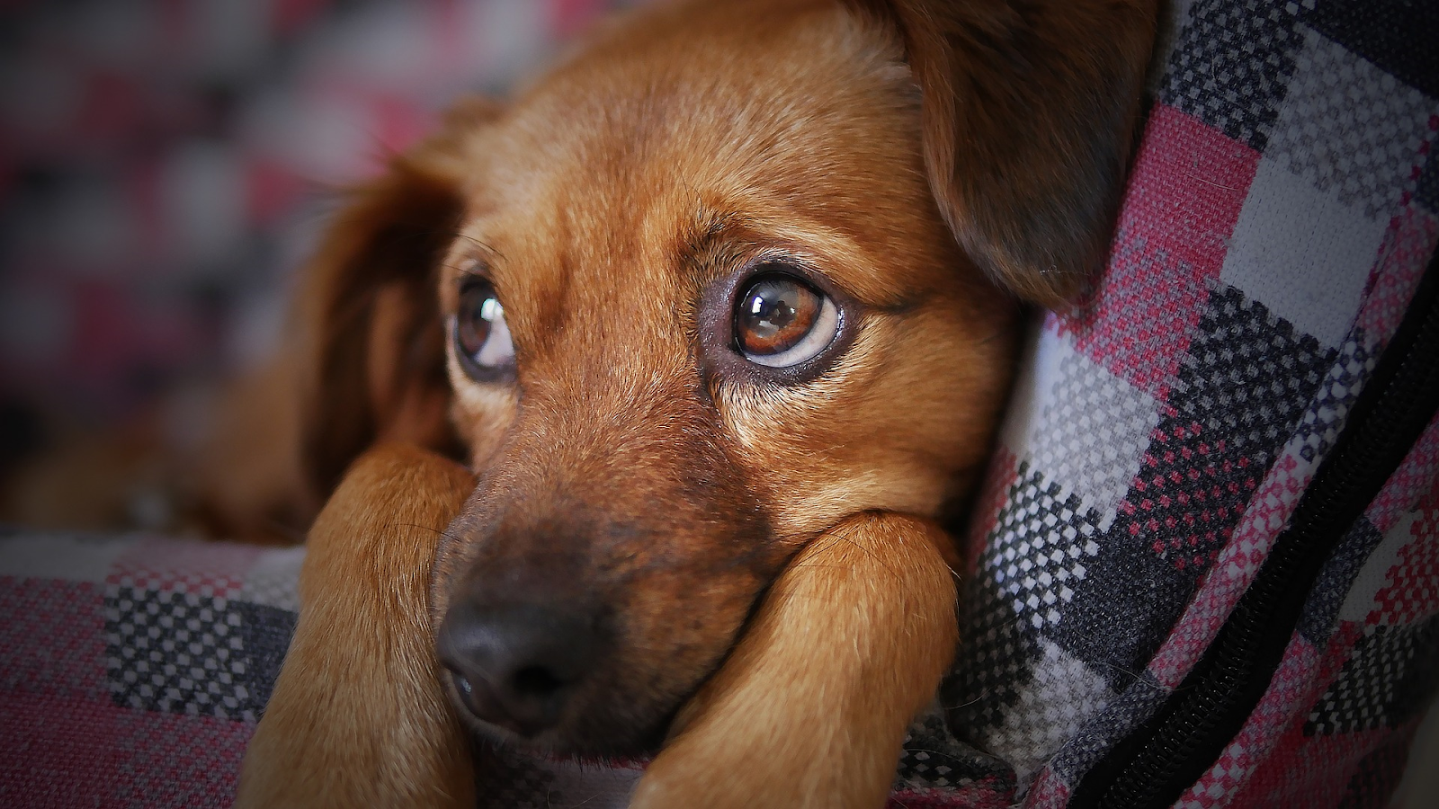 Noções básicas sobre castração e recuperação de castração para cães