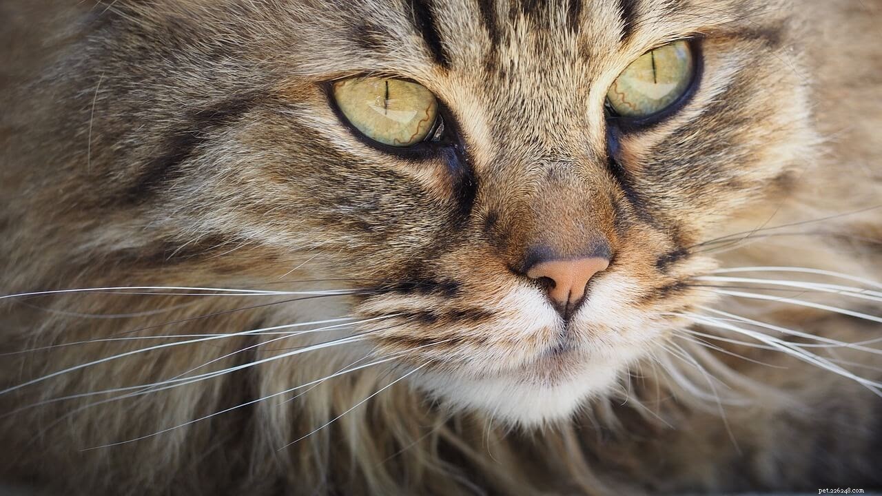 Wat veroorzaakt huidschilfers van katten (en hoe kom je er vanaf!)