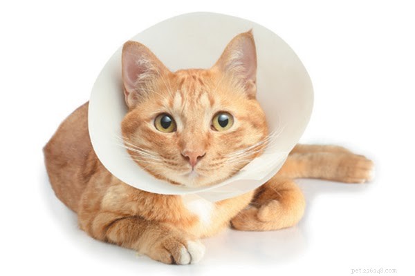 Har din katt nyligen blivit sårad? Lär dig hur du hjälper det att läka snabbare