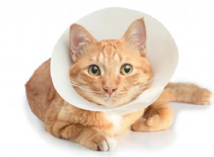 あなたの猫は最近負傷しましたか？それがより速く治癒するのを助ける方法を学ぶ 