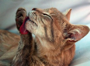 Proč kočky olizují rány a je to bezpečné?