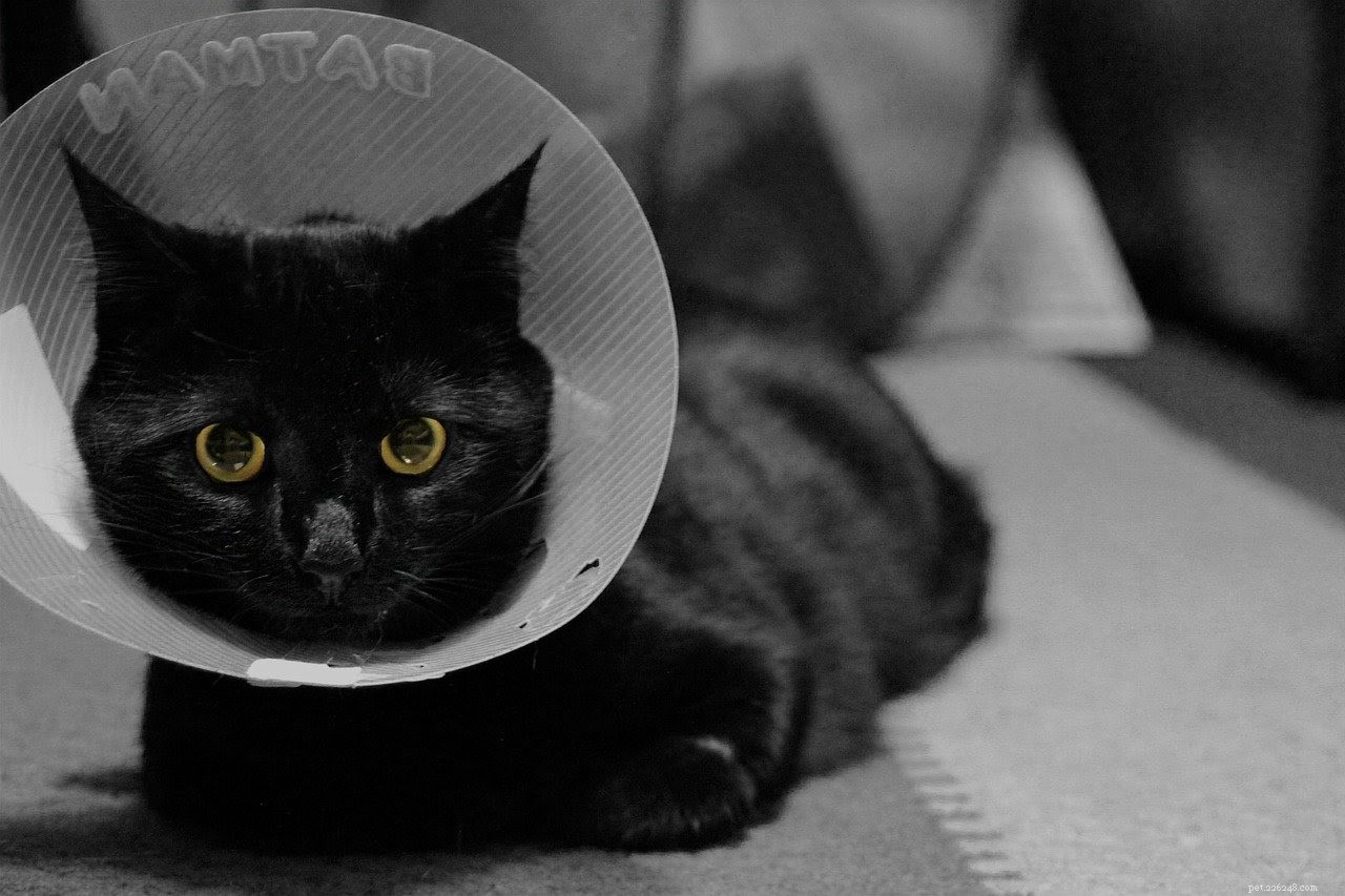 Por que os gatos lambem as feridas e é seguro?