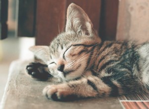 Как лечить раны у кошки в домашних условиях
