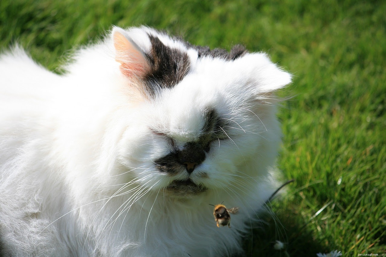 Vad du ska göra om din katt blir stucken av ett bi