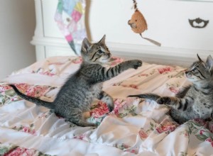 Benodigdheden die voor het eerst kattenbezitters MOETEN een voorraad inslaan