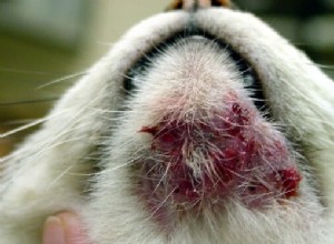 猫のにきびを識別して治療する方法 