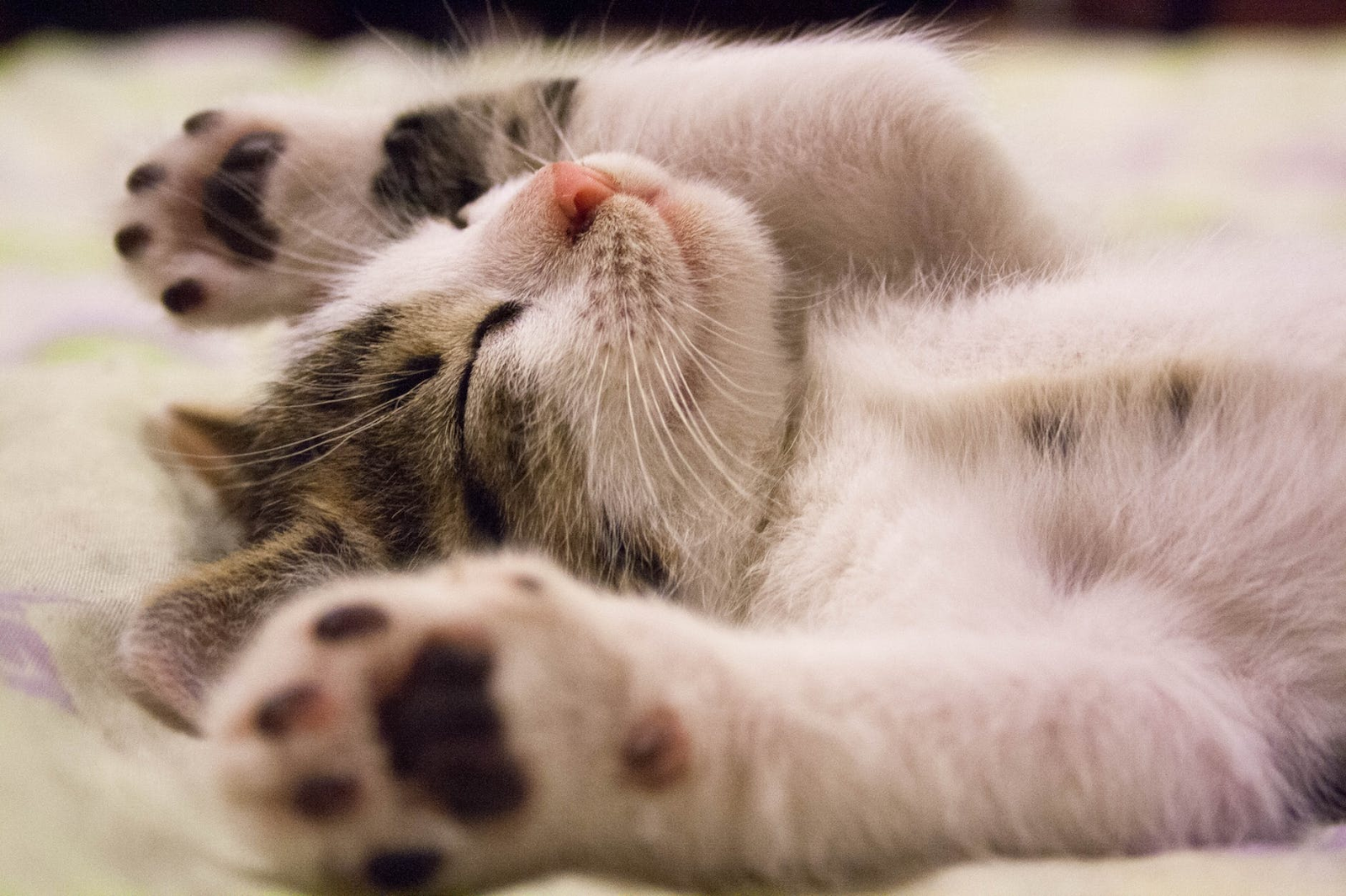 Gör-det-själv-kattbehandlingar som din favoritkatt kommer att älska