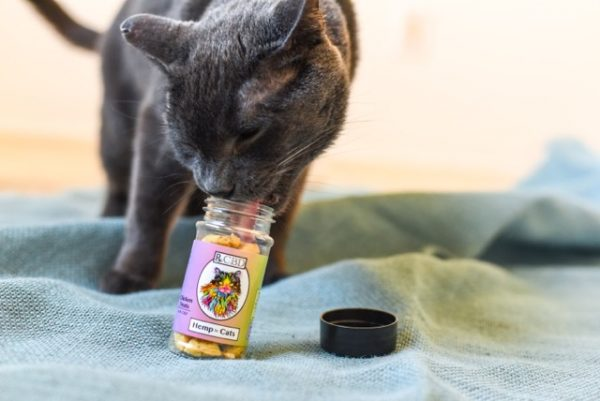 Полное руководство по применению масла CBD для кошек