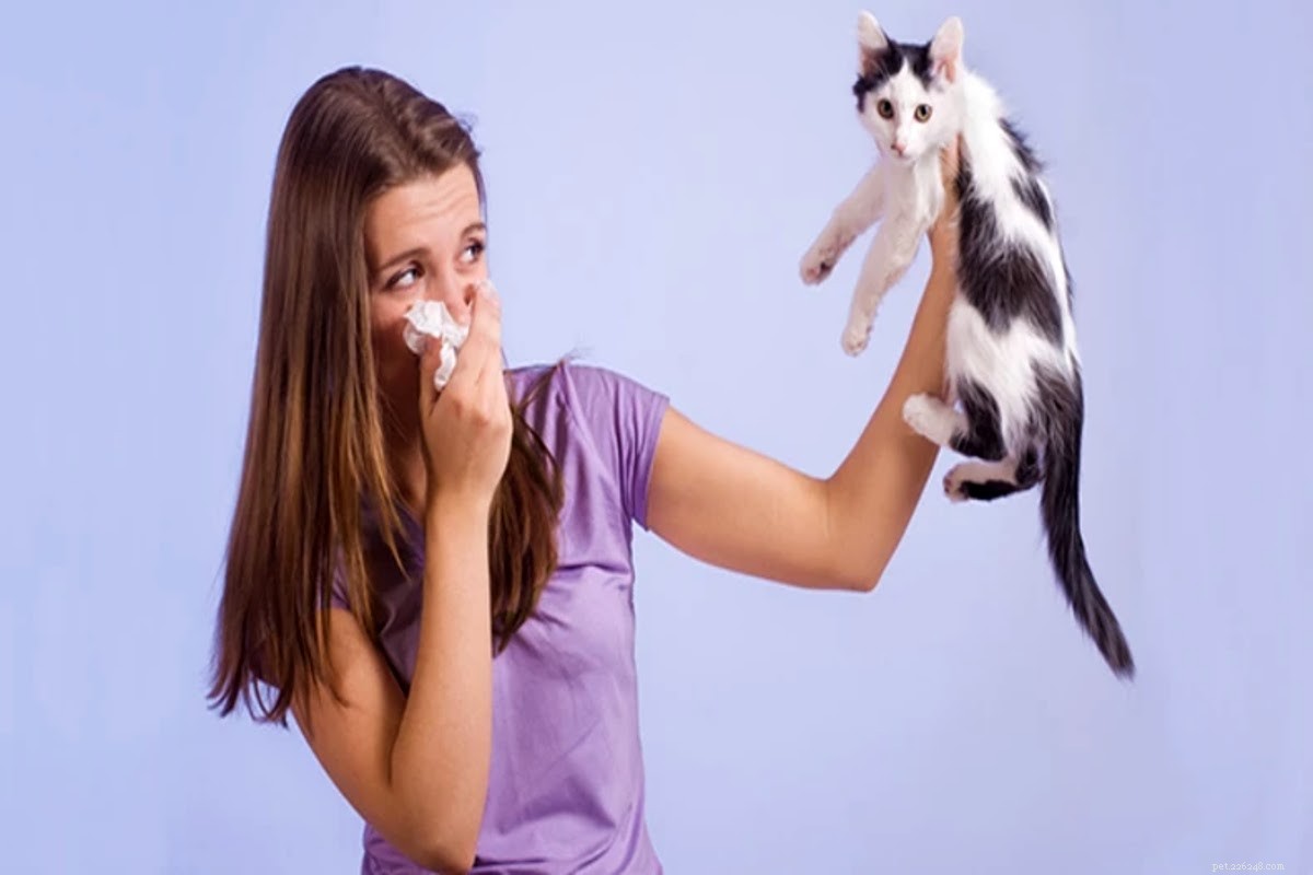 Tudo o que você precisa saber sobre como se livrar do pêlo de gato.
