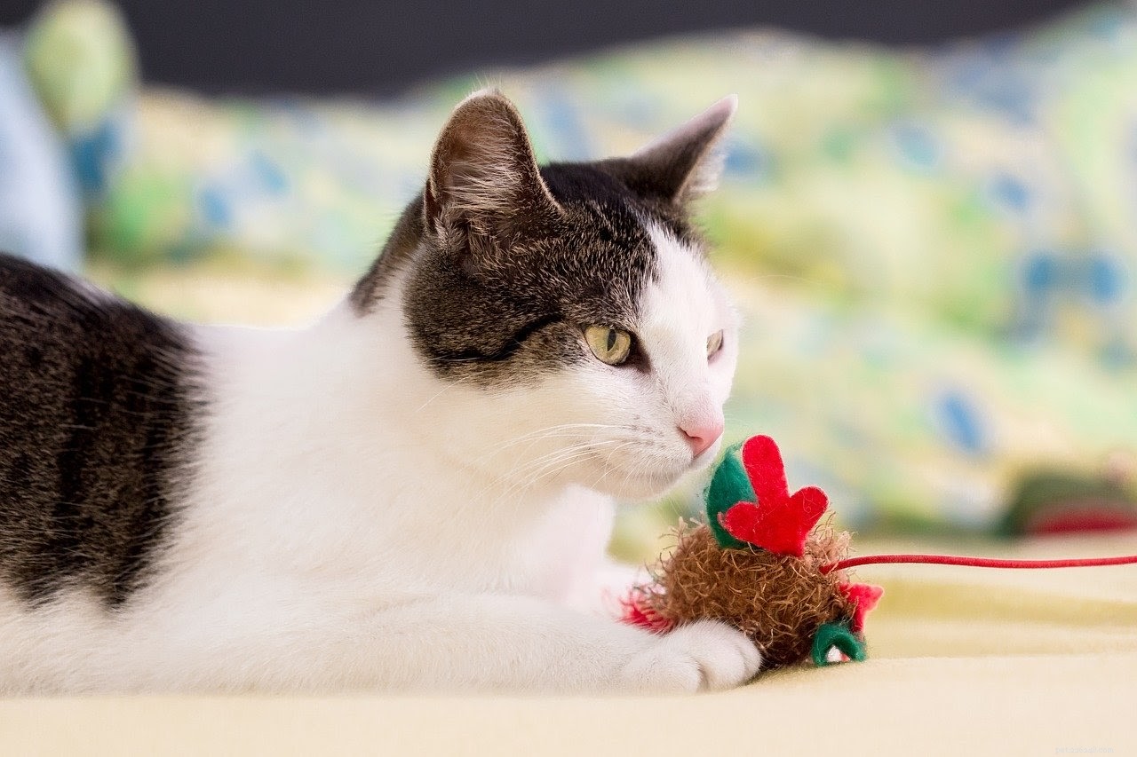 Прекрасные идеи подарков для владельцев кошек, которые вы можете получить в этот праздничный сезон